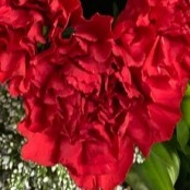 Red Carnation Heart Hand-tied